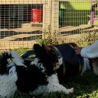 Little Miss CutiePie, a female Yorkipoo for sale in Patriot, OH – Photo 5 of 10