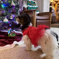 Little Miss CutiePie, a female Yorkipoo for sale in Patriot, OH – Photo 6 of 10