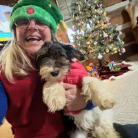 Little Miss CutiePie, a female Yorkipoo for sale in Patriot, OH – Photo 1 of 10