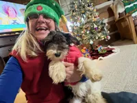 Little Miss CutiePie, a female Yorkipoo for sale in Patriot, OH – Photo 1 of 10