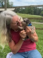 Choc/Tan Merle Tuxedo (blue), a male Poodle - Multi-Colored Standard and Poodle - Miniature  for sale in Patriot, OH – 6 of 10