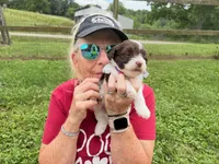 Choc Parti boy (lime), a male Yorkipoo and Havanese for sale in Patriot, OH – 4 of 10