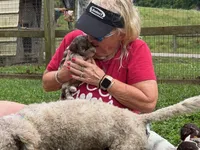 Choc Merle Tuxedo (orange), a female Yorkshire Terrier and Havapoo for sale in Patriot, OH – 2 of 10