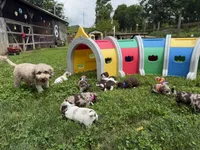 Choc Parti boy (lime), a male Yorkipoo and Havanese for sale in Patriot, OH – 6 of 10