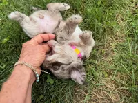 Choc Merle Tuxedo (pink), a female Yorkipoo and Havapoo for sale in Patriot, OH – 6 of 10