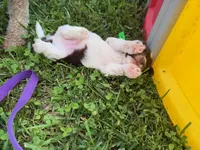 Choc Parti boy (lime), a male Yorkipoo and Havanese for sale in Patriot, OH – 8 of 10
