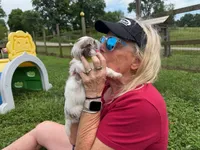 Choc Merle Parti boy (Yellow), a male Yorkshire Terrier and Poodle - Toy  for sale in Patriot, OH – 4 of 10