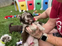 Choc Merle Tuxedo (red), a female Yorkipoo and Havanese for sale in Patriot, OH – 10 of 10