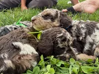 Choc Merle Tuxedo (yellow), a male Poodle - Miniature  for sale in Patriot, OH – 8 of 10