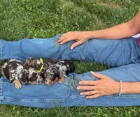 Choc/Tan Merle Tuxedo (blue), a male Poodle - Multi-Colored Standard and Poodle - Miniature  for sale in Patriot, OH – 10 of 10