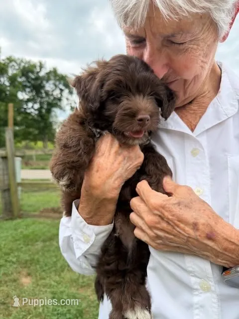 Chocolate Tuxedo (Blue) – Yorkipoo, Havanese puppy for sale in Patriot, OH
