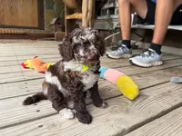 Choc Merle Tuxedo (yellow), a male Poodle - Miniature  for sale in Patriot, OH – 1 of 10