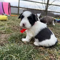 Sweet Black Parti girl (Red), a female Yorkshire Terrier and Poodle - Toy  for sale in Patriot, OH – Photo 8 of 10
