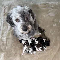 Sweet Black Parti girl (Red), a female Yorkshire Terrier and Poodle - Toy  for sale in Patriot, OH – Photo 5 of 10