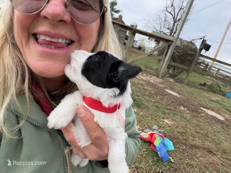Sweet Black Parti girl (Red)