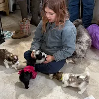 Sweet Black Parti girl (Red), a female Yorkshire Terrier and Poodle - Toy  for sale in Patriot, OH – Photo 2 of 10