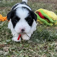 Sweet Black Parti girl (Red), a female Yorkshire Terrier and Poodle - Toy  for sale in Patriot, OH – Photo 9 of 10