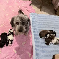 Sweet Black Parti girl (Red), a female Yorkshire Terrier and Poodle - Toy  for sale in Patriot, OH – Photo 4 of 10