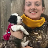 Sweet Black Parti girl (Red), a female Yorkshire Terrier and Poodle - Toy  for sale in Patriot, OH – Photo 10 of 10