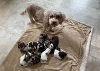Choc Merle Parti boy (Silver), a male Yorkshire Terrier and Poodle - Toy  for sale in Patriot, OH – 2 of 10
