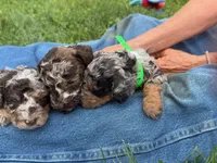 Choc Merle Tuxedo (yellow), a male Poodle - Miniature  for sale in Patriot, OH – 4 of 10