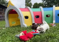 Choc Merle Parti boy (Yellow), a male Yorkshire Terrier and Poodle - Toy  for sale in Patriot, OH – 2 of 10