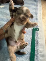 Choc Merle Tuxedo Boy (Dk green)), a male Yorkshire Terrier and Poodle - Toy  for sale in Patriot, OH – 10 of 10