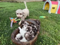 Choc Merle Tuxedo Boy (Dk green)), a male Yorkshire Terrier and Poodle - Toy  for sale in Patriot, OH – 7 of 10