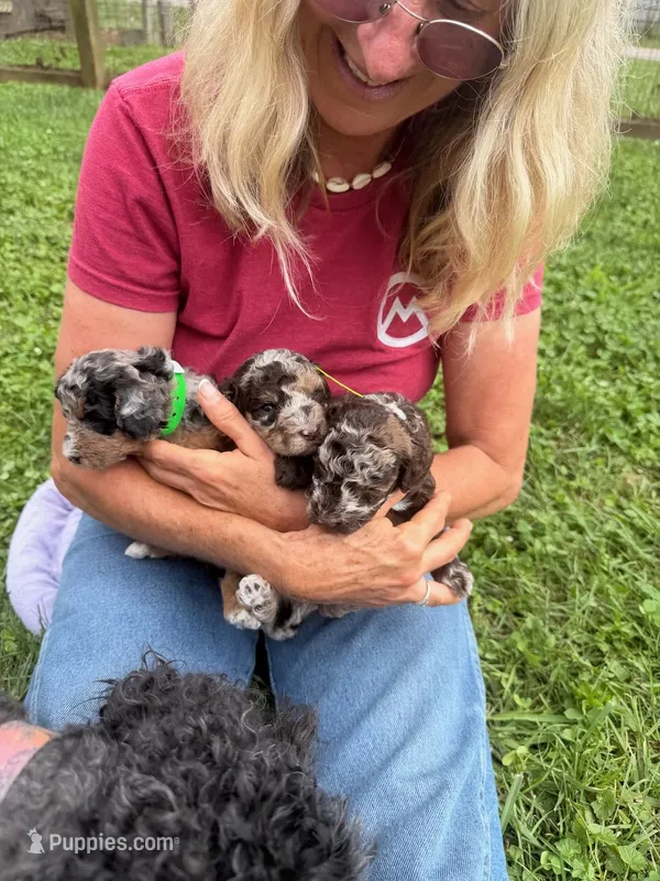 Choc/Tan Merle Tuxedo (blue) – Poodle - Multi-Colored Standard, Poodle - Miniature  puppy on hold in Patriot, OH