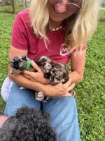 Choc/Tan Merle Tuxedo (blue), a male Poodle - Multi-Colored Standard and Poodle - Miniature  for sale in Patriot, OH – 1 of 10
