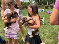 Chocolate Tuxedo (Blue), a male Yorkipoo and Havanese for sale in Patriot, OH – 9 of 10