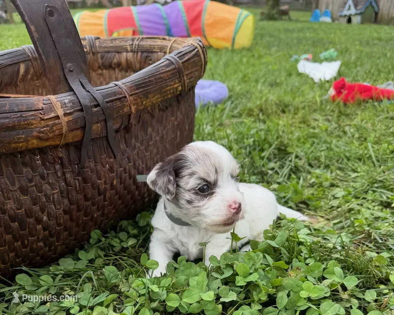 Choc Merle Parti boy (Silver) – Yorkshire Terrier, Poodle - Toy  puppy for sale in Patriot, OH