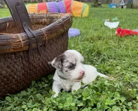 Choc Merle Parti boy (Silver), a male Yorkshire Terrier and Poodle - Toy  for sale in Patriot, OH – 5 of 10