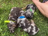 Choc Merle Tuxedo (yellow), a male Poodle - Miniature  for sale in Patriot, OH – 10 of 10
