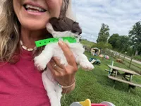 Choc Parti boy (lime), a male Yorkipoo and Havanese for sale in Patriot, OH – 7 of 10