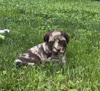 Choc Merle Tuxedo (red), a female Yorkipoo and Havanese for sale in Patriot, OH – 2 of 10