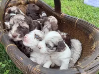 Choc Merle Parti boy (Silver), a male Yorkshire Terrier and Poodle - Toy  for sale in Patriot, OH – 4 of 10