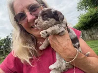 Choc Merle Tuxedo (pink), a female Yorkipoo and Havapoo for sale in Patriot, OH – 2 of 10