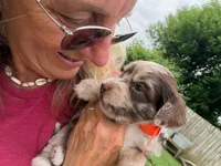 Choc Merle Tuxedo (orange), a female Yorkshire Terrier and Havapoo for sale in Patriot, OH – 1 of 10