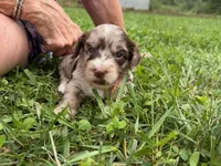 Choc Merle Tuxedo (pink), a female Yorkipoo and Havapoo for sale in Patriot, OH – 9 of 10