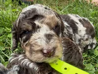 Choc Merle Tuxedo (yellow), a male Poodle - Miniature  for sale in Patriot, OH – 3 of 10
