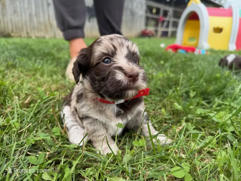 Choc Merle Tuxedo (red) – Yorkipoo, Havanese puppy for sale in Patriot, OH