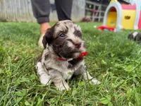 Choc Merle Tuxedo (red), a female Yorkipoo and Havanese for sale in Patriot, OH – 1 of 10