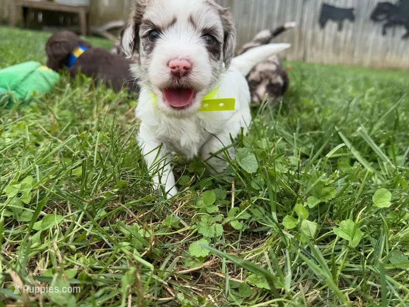 Choc Merle Parti boy (Yellow) – Yorkshire Terrier, Poodle - Toy  puppy for sale in Patriot, OH
