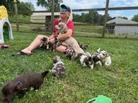 Choc Merle Tuxedo (red), a female Yorkipoo and Havanese for sale in Patriot, OH – 8 of 10
