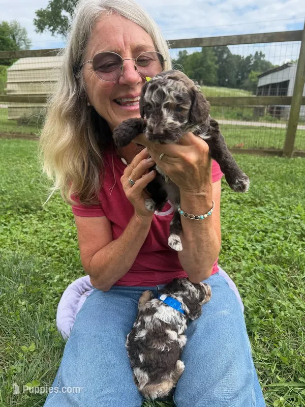 Choc Merle Tuxedo (yellow) – Poodle - Miniature  puppy for sale in Patriot, OH