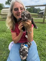 Choc Merle Tuxedo (yellow), a male Poodle - Miniature  for sale in Patriot, OH – 1 of 10
