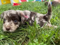 Choc Merle Tuxedo (pink), a female Yorkipoo and Havapoo for sale in Patriot, OH – 3 of 10