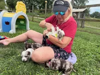 Choc Merle Parti boy (Yellow), a male Yorkshire Terrier and Poodle - Toy  for sale in Patriot, OH – 6 of 10
