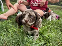 Choc Merle Tuxedo (red), a female Yorkipoo and Havanese for sale in Patriot, OH – 9 of 10